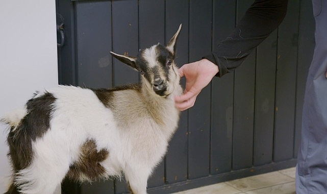 ‘Heartland Veterinerleri: Keçiler Özel’, 25 Ekim Cumartesi 21.00’de National Geographic WILD Ekranlarında!