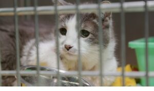 ‘Heartland Veterinerleri: Kediler Özel’, 11 Ekim Cumartesi 21.00’de National Geographic WILD Ekranlarında!