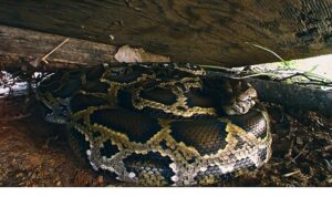 ‘Piton İstilası’, 19 Ekim Pazar 20.00’de National Geographic WILD Ekranlarında!