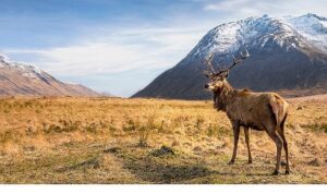 6 Bölümlük Seri ‘Avrupa’nın Vahşi Harikaları’, 15 Kasım’dan İtibaren Cumartesi Günleri 20.00’de İki Bölüm Art Arda National Geographic WILD Ekranlarında!
