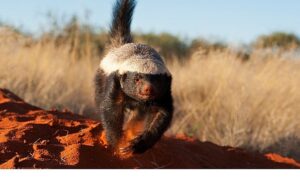 ‘İnanılmaz Bal Porsuğu’,   30 Kasım Pazar 20.00’de   National Geographic WILD Ekranlarında!