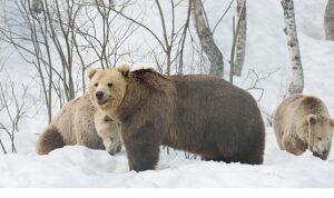 ‘Boz Ayının Kışı’,   7 Aralık Pazar 20.00’de   National Geographic WILD Ekranlarında!
