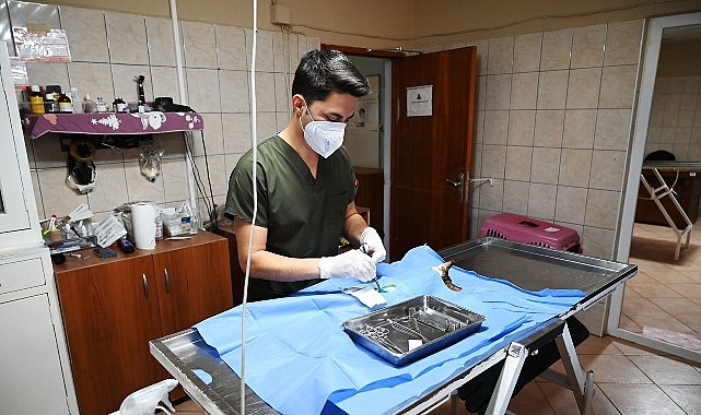 Kemer’de 227 sokak hayvanı kısırlaştırıldı